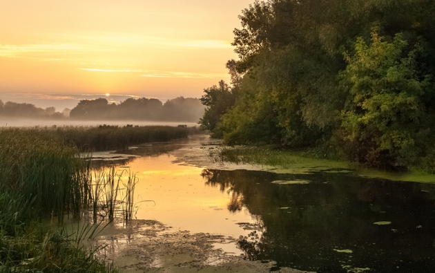 Вот луч уже в листах трепещет