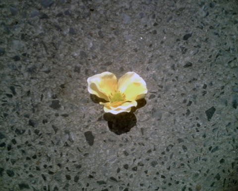 по бульварам...