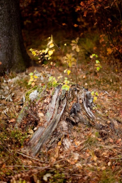 Утерянная жизнь