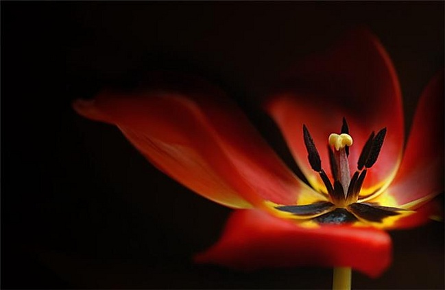 На ладонях, раскрытых тюльпаном