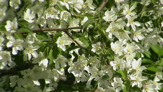 Весенние ветра