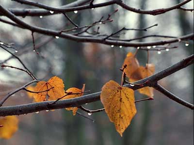 Осенняя песня
