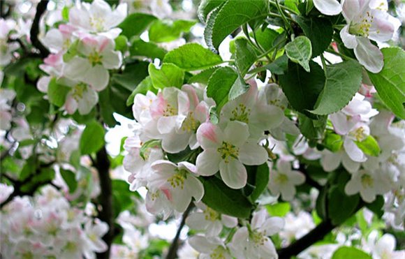 Яблоневым цветом