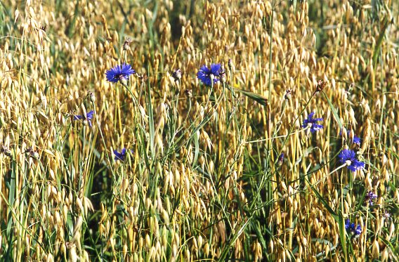 Синеглазие