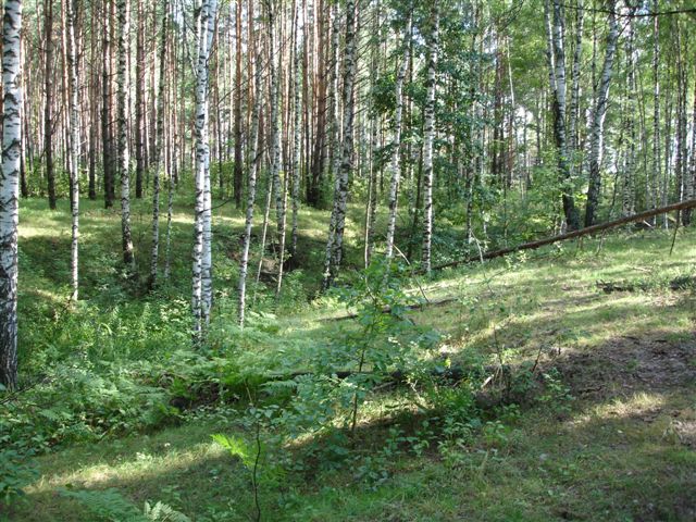 Попаду в берёзовый рай