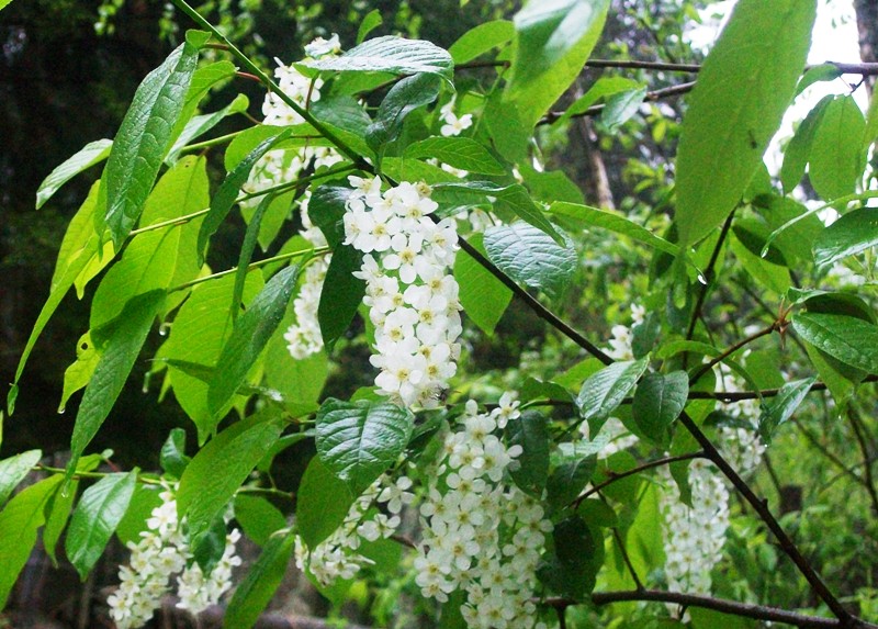 Майский дождик