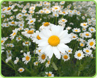 Ромашки