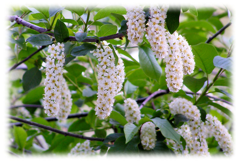 В чудесный майский день черёмуха проснулась...