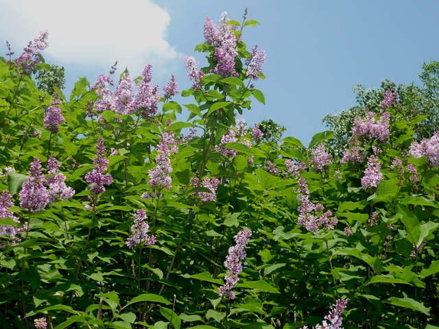 На островке сирень цвела