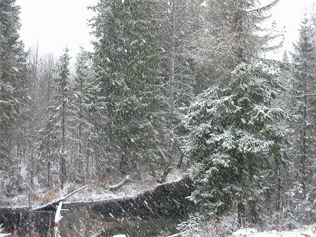 Черный снег