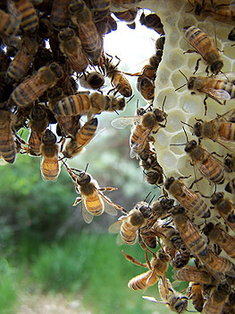 To be a bee