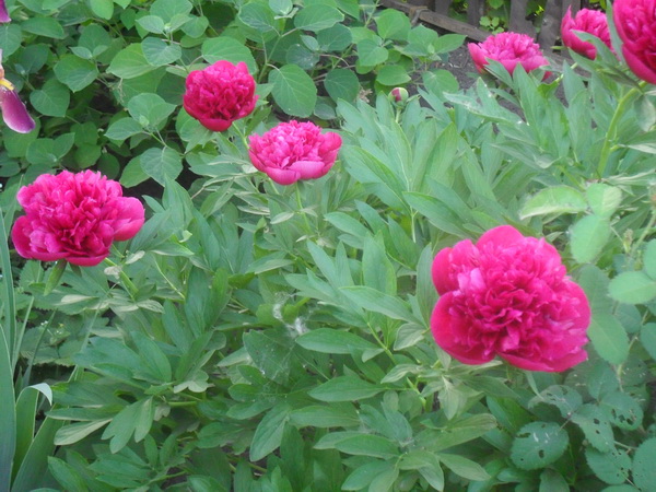 В твоем саду