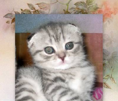 Я тебе люблю...