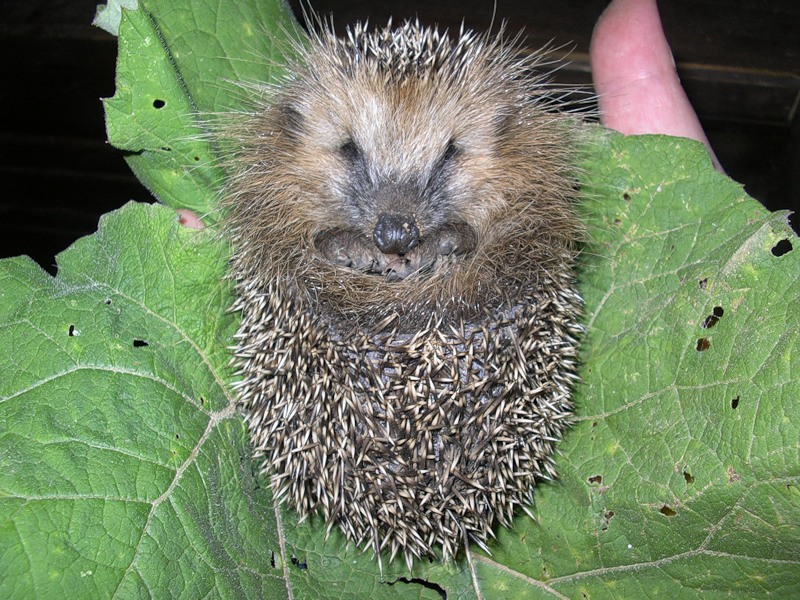 Душечке... и на грядке вырастет... лопух