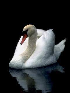 Лебедь