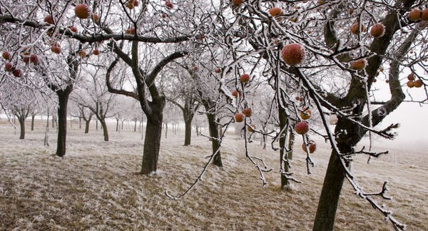 Иду, дорогой чрез сгоревший сад