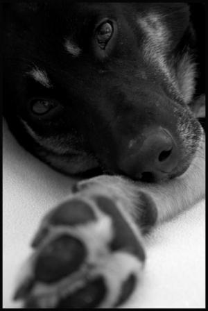 Собачья грусть...