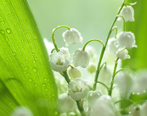 Лёгкое дыхание июня