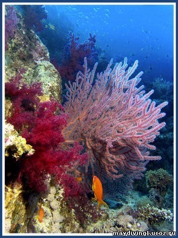 Подводный мир