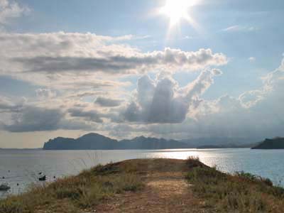 неземные белые цветы