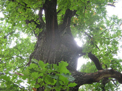 Рыжий дуб - могучий и упрямый