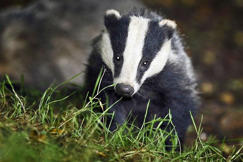 Это кто же здесь попал? басня