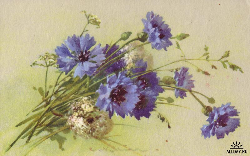 Влюбился как-то василёк...