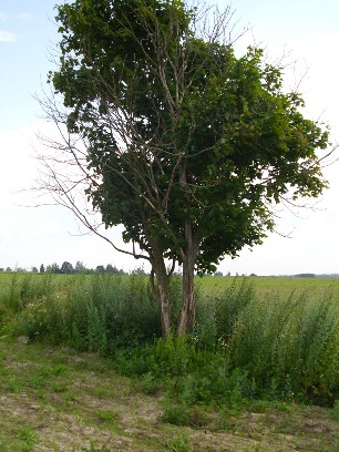 История любви