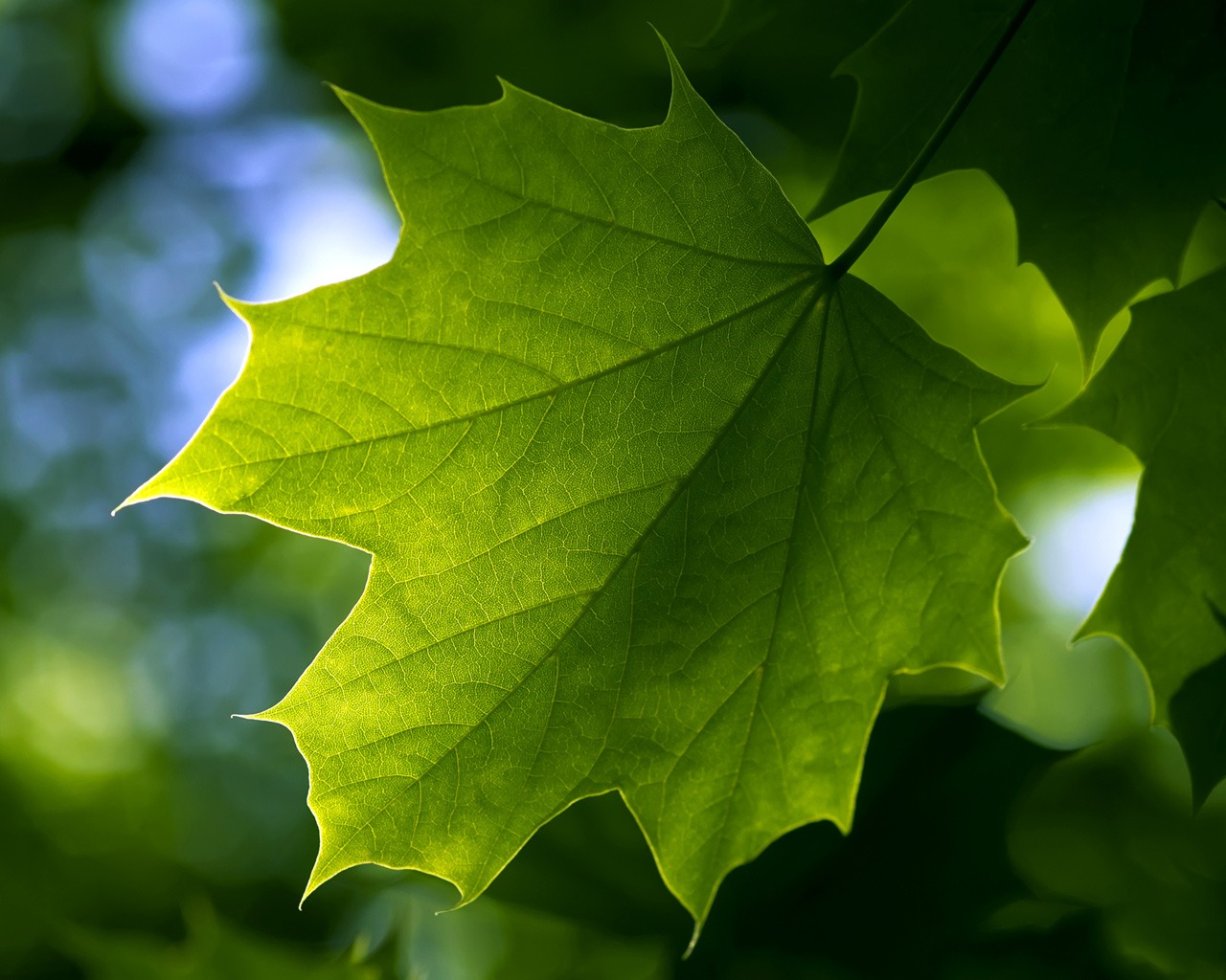 Кусочек лета