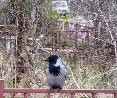 Небылицы про ворона