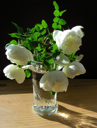 Белый шиповник