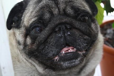 Мопсику по имени Найк