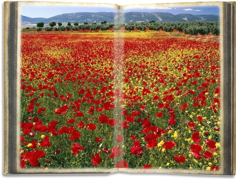 И грёз весенних собрав букет...