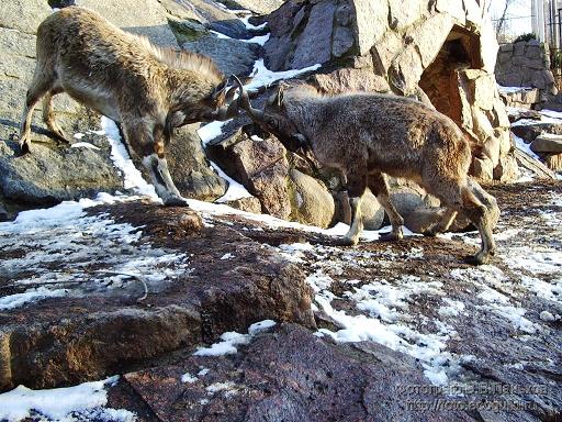 О поэтическом братстве