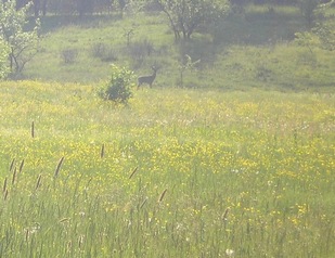 Незамеченное