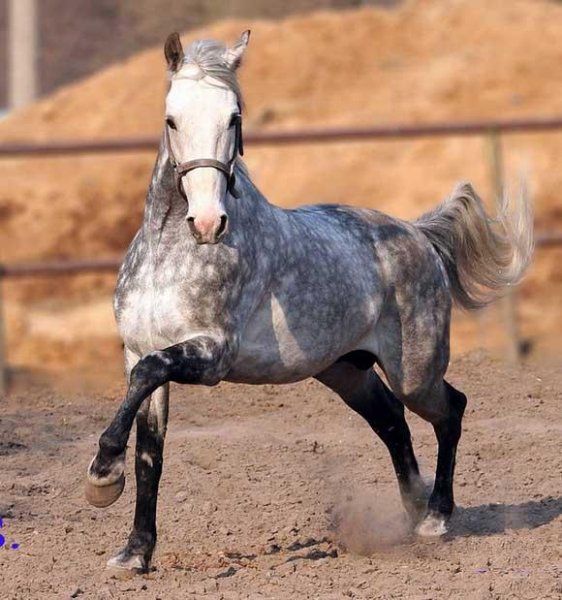 Песня мужика