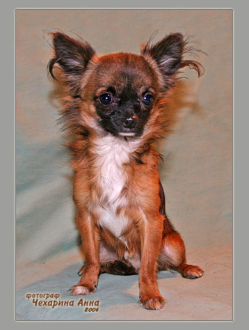 Летние впечатления городской собаки