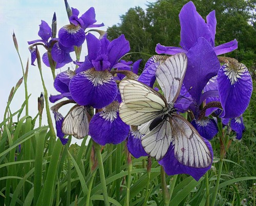 Летние строки