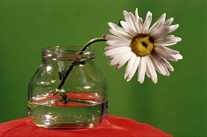 Моя ромашка