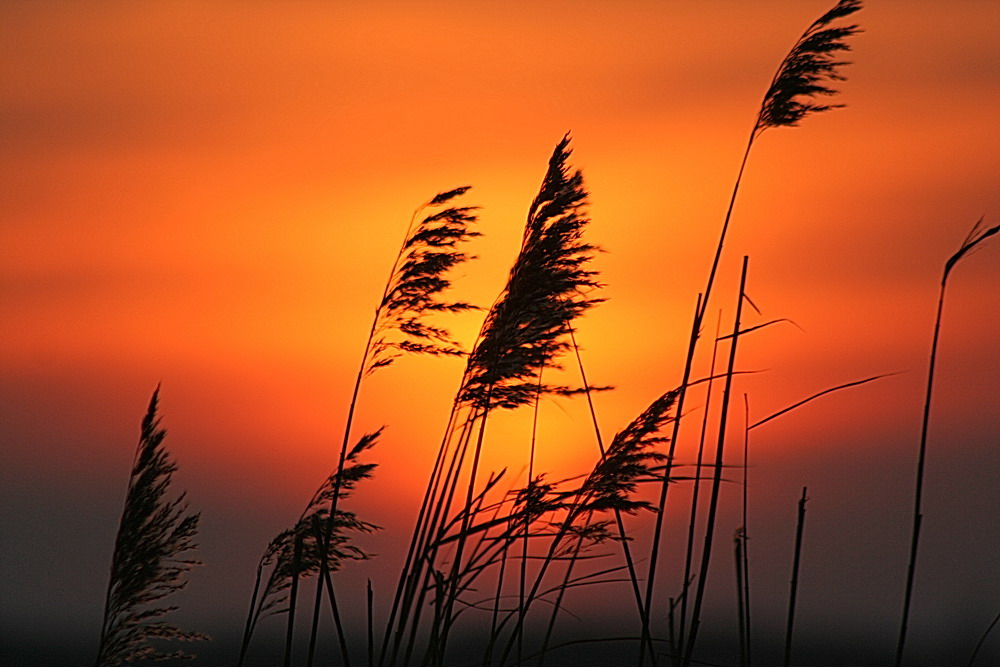 Ностальгия