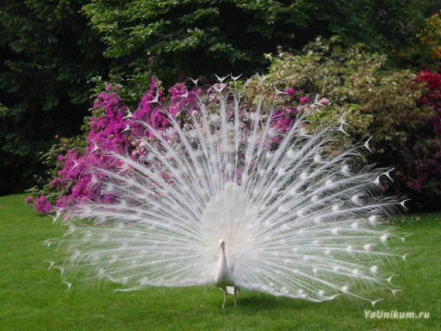 Павлин и галка. 219