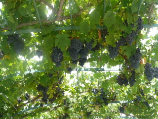 Навстречу свету!