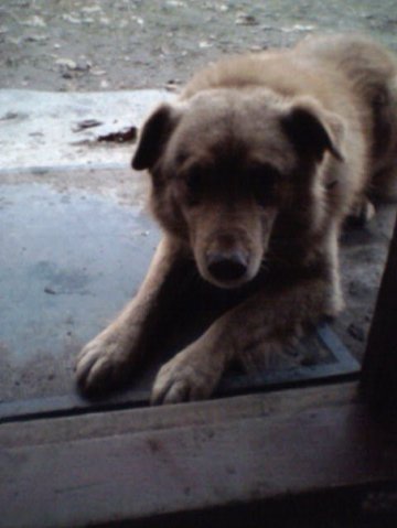 Лежу покорный, рыжий и смешной...