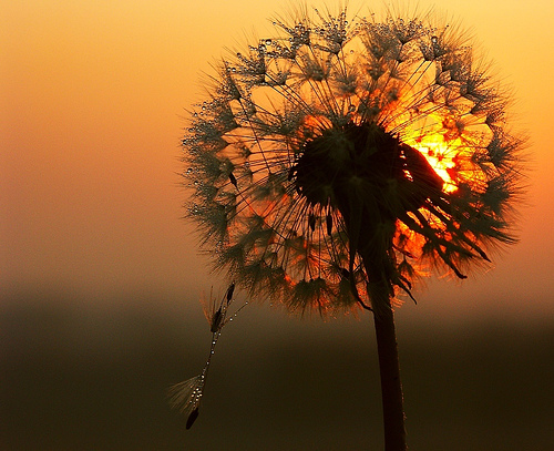 Я назову тебя судьбою, где благоденствует весна