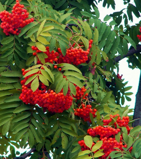 Горчит рябина на губах