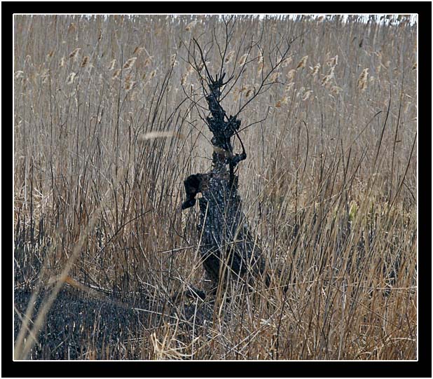 Палёное всё...
