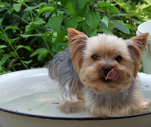 Ментальность