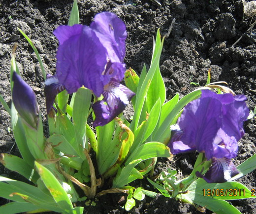 На ринге Жизни