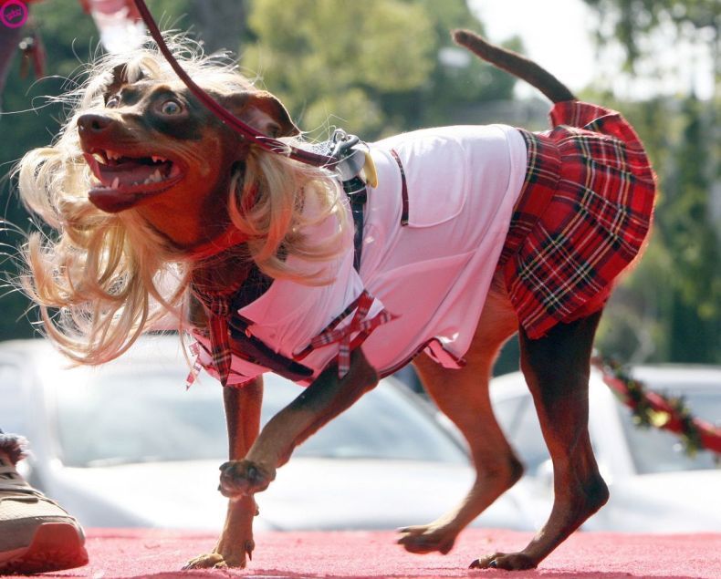 Продажная сучка