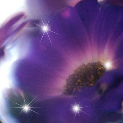 Тонкий запах, терпкий вкус и чувствительные звёзды